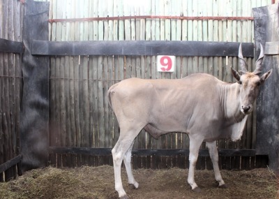 LOT 9 1 X ELAND M:1 OMEGA