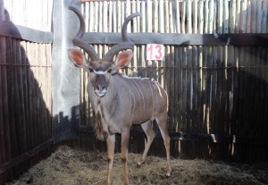 LOT 13 1 X KOEDOE M:1 V/F: KROMELLENBOOG