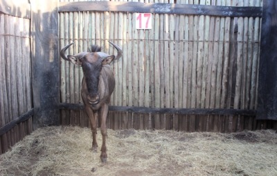 LOT 17 1 X BLOUWILDEBEES M:1 MBWB 2