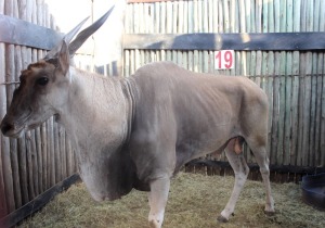 LOT 19 1 X ELAND M:1 MBWB 5