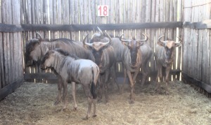 LOT 18B 6 X BLOUWILDEBEES V/F:6 1X JONK MBWB 4 (PER STUK OM LOT TE NEEM)