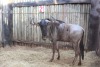 LOT 21 1 X BLOUWILDEBEES M:1 MBWB 2