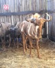 LOT 22B 1 X GOUE-WILDEBEES M:1 MBWB 4