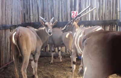 LOT 24 4 X ELAND M:1 V/F:3 OMEGA (PER STUK OM LOT TE NEEM)