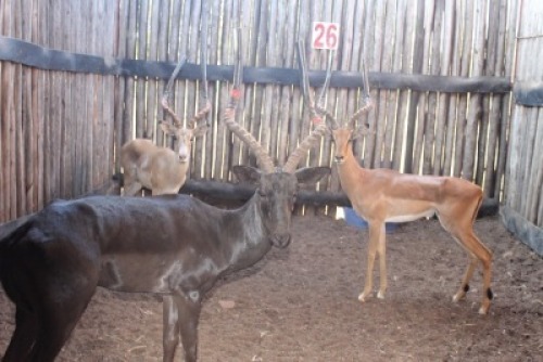 LOT 26 3 X ROOIBOK M:3 WIT, SWART & GEWOON MBWB 6 (PER STUK OM LOT TE NEEM)
