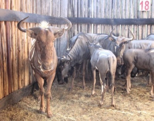 LOT 18A 1 X GOUE-WILDEBEES M:1 MBWB 4