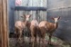 LOT 27A 3 X NJALA V/F:3 KROMELLENBOOG (PER STUK OM LOT TE NEEM)