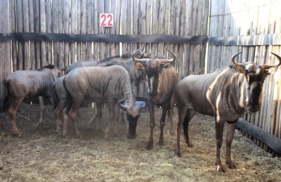 LOT 22A 6 X BLOUWILDEBEES V/F:6 2X JONK MBWB 4 (PER STUK OM LOT TE NEEM)