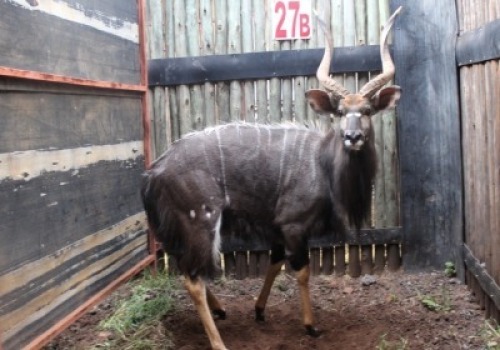 LOT 27B 1 X NJALA M:1 KROMELLENBOOG 