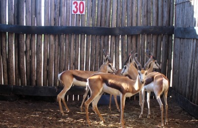 LOT 30 4 X SPRINGBOK M:4 BLOU -13" x 1; ROOI -14" x 3 MBWB 3 (PER STUK OM LOT TE NEEM)