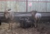 LOT 33B-1 2 X BLOUWILDEBEES M:2 JAG BULLE MBWB 4 (PER STUK OM LOT TE NEEM)