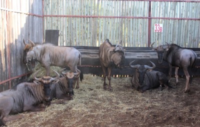 LOT 33B-2 4 X BLOUWILDEBEES M:4 JONG BULLE MBWB 4 (PER STUK OM LOT TE NEEM)