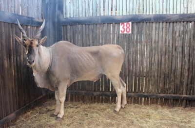 LOT 38 1 X ELAND M:1 OMEGA (PER STUK OM LOT TE NEEM)