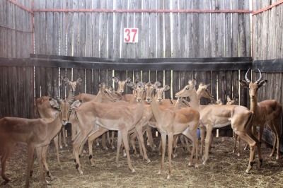 LOT 37 17 X ROOIBOK M:3 V/F:14 2X KNYPKOP 1X PENKOP RONEL HARRIS (PER STUK OM LOT TE NEEM)