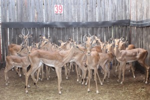 LOT 39 23 X ROOIBOK M:9 V/F:14 6X PENKOP X3 KNYPKOP KROMELLEMBOOG (PER STUK OM LOT TE NEEM)