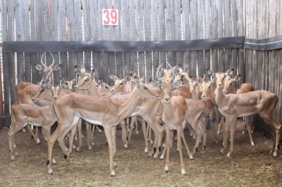 LOT 39 23 X ROOIBOK M:9 V/F:14 6X PENKOP X3 KNYPKOP KROMELLEMBOOG (PER STUK OM LOT TE NEEM)