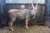 LOT 42 1 X ELAND M:1 OMEGA