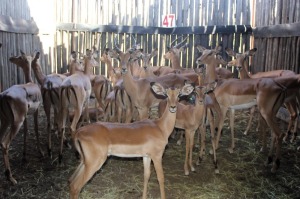 LOT 47 22 X ROOIBOK M:6 V/F:16 4X KNYPKOP 2X PENKOP KROMELLENBOOG (PER STUK OM LOT TE NEEM)