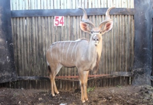 LOT 54 1 X KOEDOE M:1 KROMELLENBOOG (PER STUK OM LOT TE NEEM)