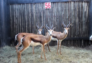 LOT 56 4 X SPRINGBOK M:4 V/F: MBWB 3 (PER STUK OM LOT TE NEEM)