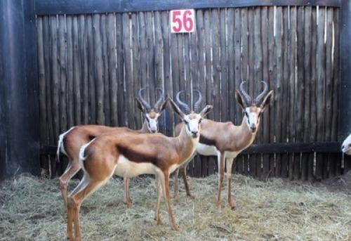 LOT 56 4 X SPRINGBOK M:4 V/F: MBWB 3 (PER STUK OM LOT TE NEEM)