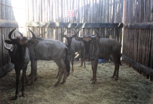 LOT 59 6 X BLOUWILDEBEES M:6 MBWB 6 (PER STUK OM LOT TE NEEM)