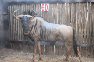 LOT 60 1 X BLOUWILDEBEES M:1 MBWB 2