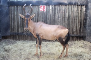 LOT 58 1 X ROOIHARTBEES M:1 KROMELLENBOOG (PER STUK OM LOT TE NEEM)