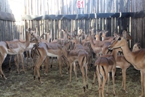 LOT 61 23 X ROOIBOK M:3 V/F:20 3X PENKOPPE KROMELLENBOOG (PER STUK OM LOT TE NEEM)