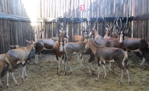 LOT 63 13 X BLESBOK M:1 V/F:12 5X JONK MBWB 4 (PER STUK OM LOT TE NEEM)