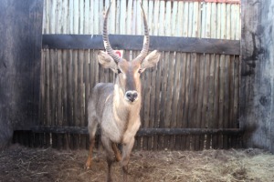 LOT 62 1 X WATERBOK M:1 MBWB 6