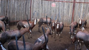 LOT 66A 12 X BLESBOK M:1 V/F:11 MBWB 4 (PER STUK OM LOT TE NEEM)