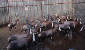 LOT 66B 12 X BLESBOK M:1 V/F:11 MBWB 4 (PER STUK OM LOT TE NEEM)