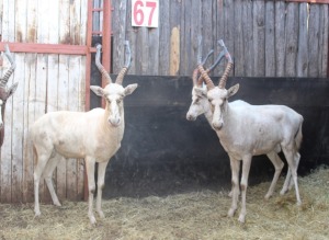 LOT 67A 3 X WIT-BLESBOK M:3 16" MBWB 6 (PER STUK OM LOT TE NEEM)