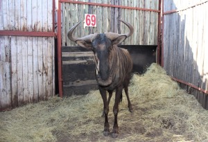 LOT 69 1 X BLOUWILDEBEES M:1 MBWB 6