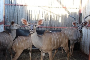 LOT 68 4 X KOEDOE M:1 V/F:3 RONEL HARRIS (PER STUK OM LOT TE NEEM)