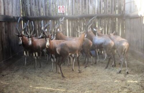 LOT 10B 4 X BLESBOK M:4 BILTONG RAMME MBWB 4 (PER STUK OM LOT TE NEEM)