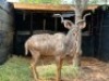 1X KOEDOEBUL/KUDU BULL R: 51 1/8" L: 47 3/4" - 2