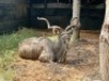 1X KOEDOEBUL/KUDU BULL R: 51 1/8" L: 47 3/4" - 3