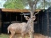 1X KOEDOEBUL/KUDU BULL R: 51 1/8" L: 47 3/4" - 4