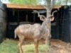1X KOEDOEBUL/KUDU BULL R: 51 1/8" L: 47 3/4" - 5