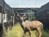 1X KOEDOEBUL/KUDU BULL &nbsp;R:&nbsp;51 3/4" &nbsp;; L:&nbsp;53 1/8" - 2