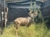 1X KOEDOEBUL/KUDU BULL &nbsp;R:&nbsp;51 3/4" &nbsp;; L:&nbsp;53 1/8" - 3