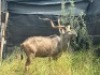 1X KOEDOEBUL/KUDU BULL &nbsp;R:&nbsp;51 3/4" &nbsp;; L:&nbsp;53 1/8" - 4