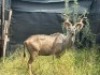 1X KOEDOEBUL/KUDU BULL &nbsp;R:&nbsp;51 3/4" &nbsp;; L:&nbsp;53 1/8" - 5