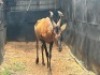 1X ROOIHARTBEESBUL/ RED HARTBEEST BULL - 2