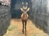 1X ROOIHARTBEESBUL/ RED HARTBEEST BULL - 3