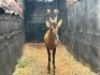 1X ROOIHARTBEESBUL/ RED HARTBEEST BULL - 4