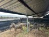 LOT 43 ZEBRA FAMILY GROUP M:2&nbsp; F: 4 T:6 - 2