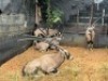 5X GEMSBOK/ORYX FAMILY GROUP M:2 F: 3 (39"+)&nbsp;&nbsp;T:5 - 2